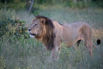 Mighty Lion watching the lionesses who are ready for the hunt in Masai Mara, Kenya (Panthera leo)