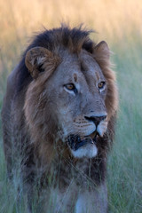 Mighty Lion watching the lionesses who are ready for the hunt in Masai Mara, Kenya (Panthera leo)
