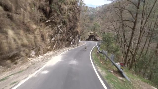 Monkeys on the Indian road