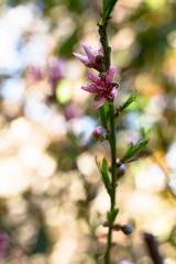 Fototapeta premium Flowers