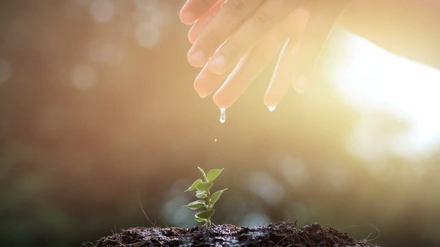 Hand of boy watering a young plant tree growing on fertile soil in the morning light, Slow Motion. Conservation of Natural Resources. Planting the trees, protect nature, sustainability, sustainable