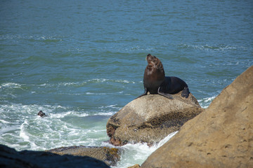 Fototapeta premium seal