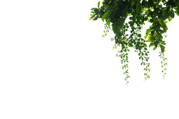 Fototapeta premium Green leaves tree on isolated background make for frame product concept.