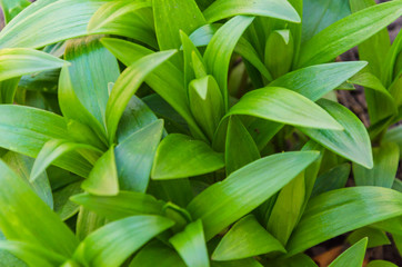 Red insect on green grass