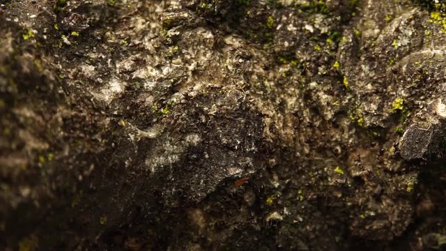 Macro of dark and small spring ants Lasius alienus running on the bark of a beech tree in early spring in the foothills of the Caucasus