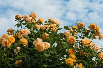 Yellow roses on a bush in a summer garden. Close-up of garden rose in the summer sunny day.