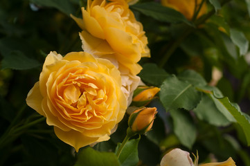 Yellow roses on a bush in a summer garden. Close-up of garden rose in the summer sunny day.