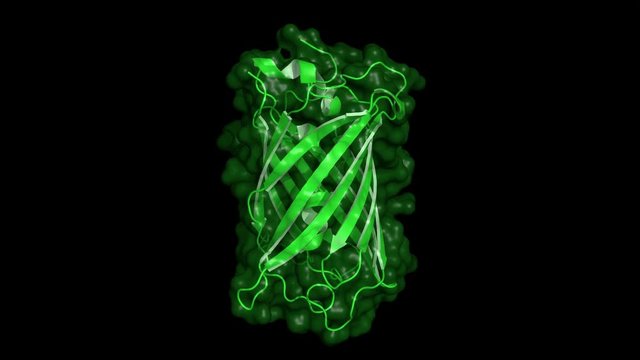 Green fluorescent protein (GFP), rotating cartoon model with semi-transparent surface, seamless loop