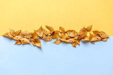 Line of yellow dry leaves dividing the background in two colours: Yellow and Blue.