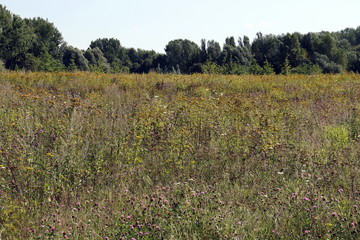 Blumenwiese