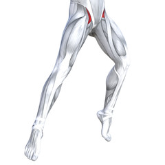 Concept conceptual 3D illustration fit strong front upper leg human anatomy, anatomical muscle isolated white background for body medical health tendon foot and biological gym fitness muscular system
