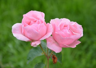 Rosenblüte - Rosen blühen rosa im Garten