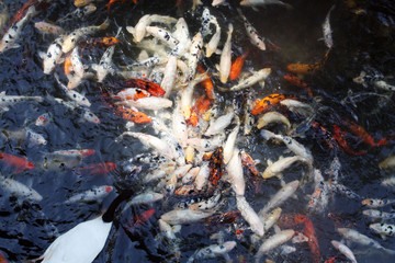 Koi pond fish in lake water