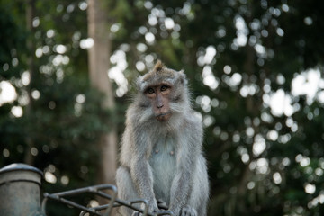 view of the wild monkey