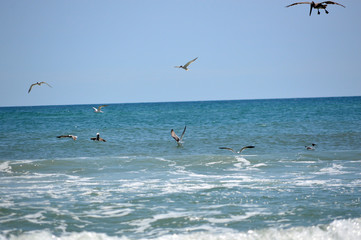 Fototapeta na wymiar Pelican and seagulls