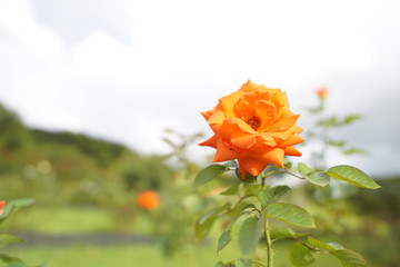 Fototapeta premium Flower