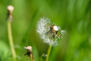 одуванчик созрел облетел