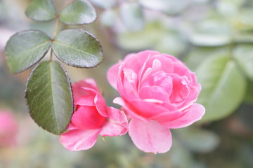 Obraz premium Flower