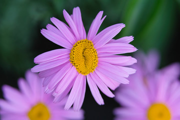 Obraz premium daisies flower, nature, pink, daisy