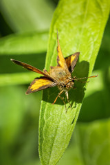 Hobomok skipper butterfly resting on a green leaf