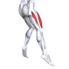 Concept conceptual 3D illustration fit strong back upper leg human anatomy, anatomical muscle isolated white background for body medical health tendon foot and biological gym fitness muscular system