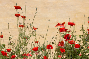 Obraz premium Roter Mohn vor einer gelben Wand