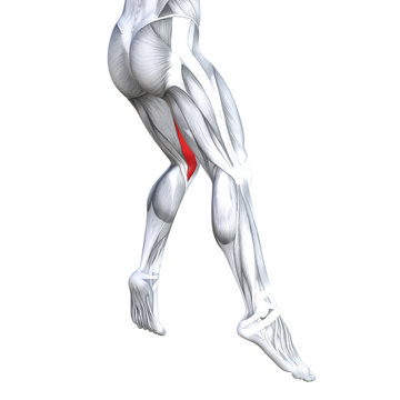 Concept conceptual 3D illustration fit strong back upper leg human anatomy, anatomical muscle isolated white background for body medical health tendon foot and biological gym fitness muscular system