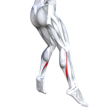 Concept conceptual 3D illustration fit strong back lower leg human anatomy, anatomical muscle isolated white background for body medical health tendon foot and biological gym fitness muscular system
