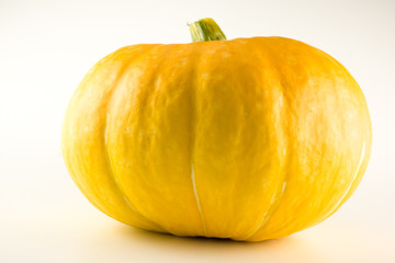 huge yellow pumpkin
