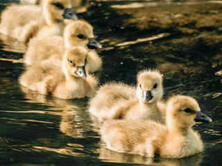 goslings