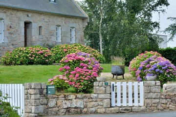 Obraz premium Jolis hortensias en Bretagne