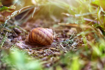 snail in the garden on the grass