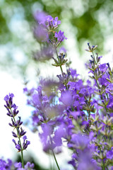 Fototapeta premium Lavendel IV