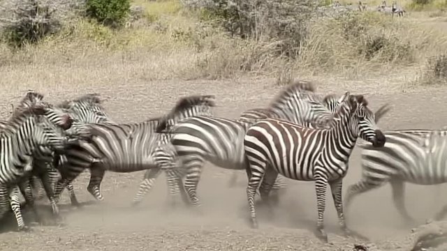 Herd of Zebra running out of water: Wide Angle