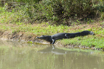 Beautiful Jacare (Caiman yacare) in the Brazilian wetland.