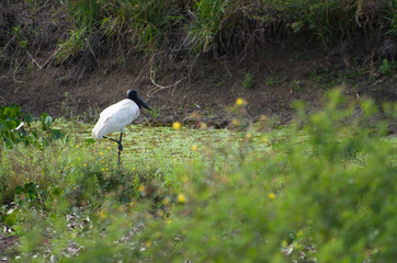 Beautiful bird Tuiuiu or Jabiru (Jabiru mycteria) in the Brazilian pantanal