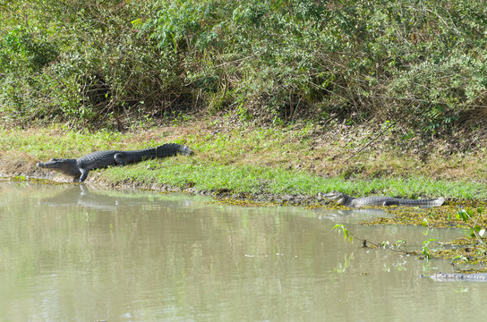 Beautiful Jacare (Caiman yacare) in the Brazilian wetland.