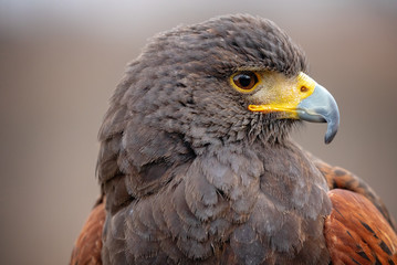 Falcon eye close-up