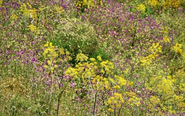 fenouil sauvage du djurdjura