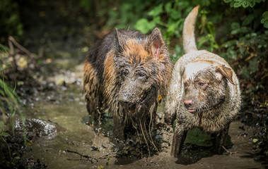 German Shepherd in Mud