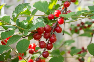 The ripe red berries of the Siberian cherry are hung on a branch.