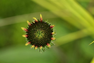 Echinacea purpurea