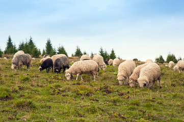 Obraz premium Herd of sheep graze on green pasture in the mountains. Young white and brown sheep graze on the farm.