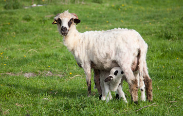 Fototapeta premium portrait of cute little lamb grazing in green spring meadow