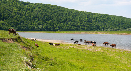 Lifestyle concept beautiful river valley landscape on background  Panoramic photo of flock of cows on the river in the sunny day.