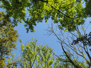 Obraz premium Baumkronen im Frühjahr