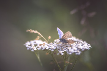 Papillon bleu sur fleur blanche