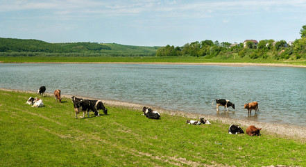 Fototapeta premium Lifestyle concept beautiful river valley landscape on background Panoramic photo of flock of cows on the river in the sunny day.