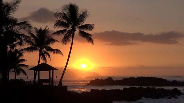 Tropical ocean sunset with waves and palm tree silhouette - Hawaii coast