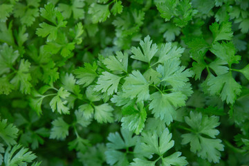Fresh coriander leaves plant in a garden